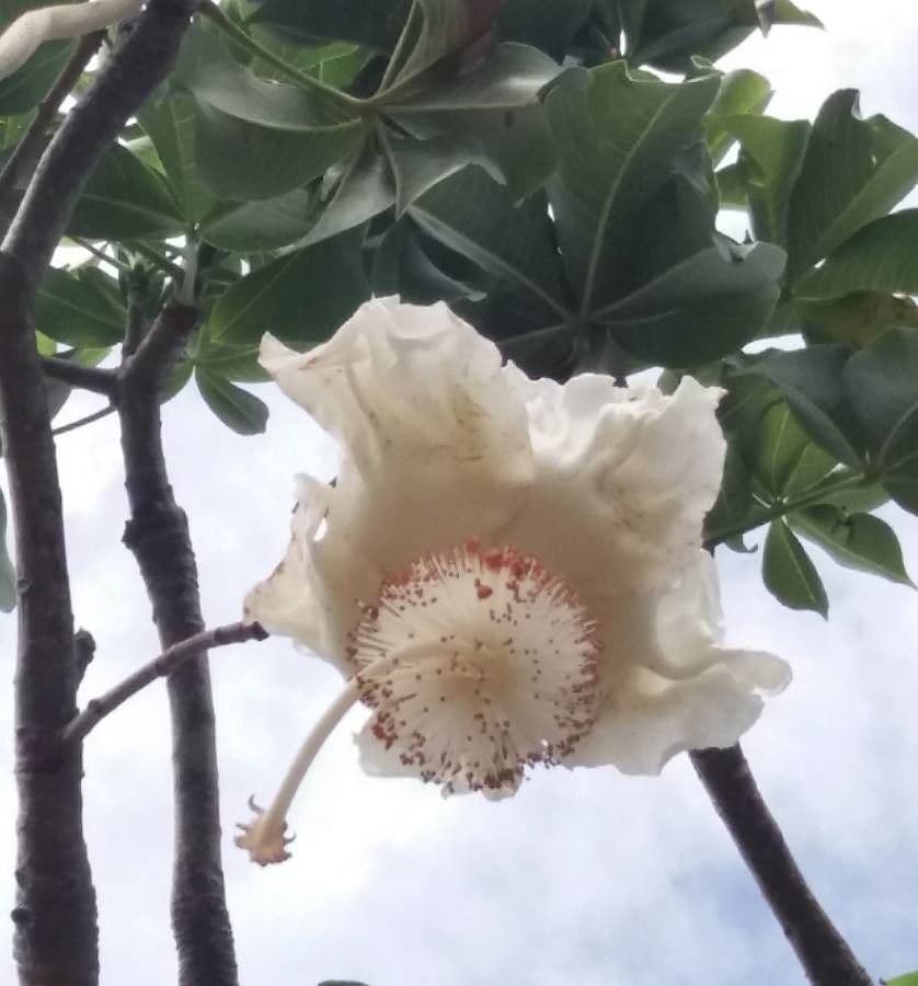 Baobab 6
