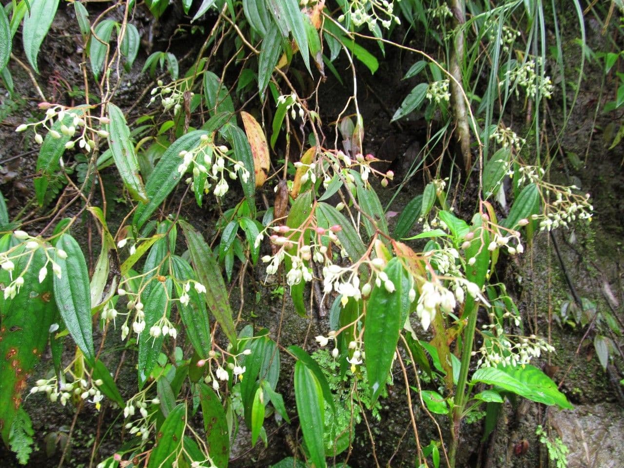 Centradenia 5