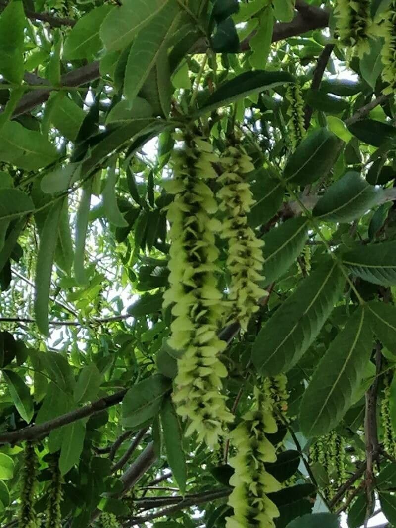 Pterocarya rhoifolia 9