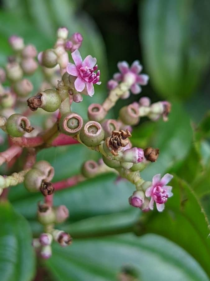 Miconia 8
