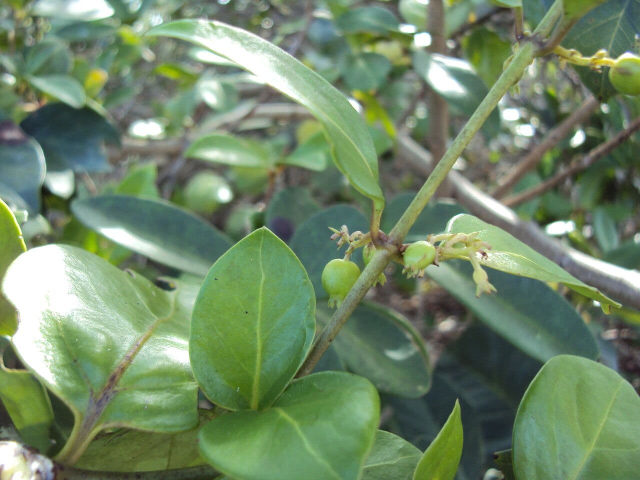 Chiococca alba