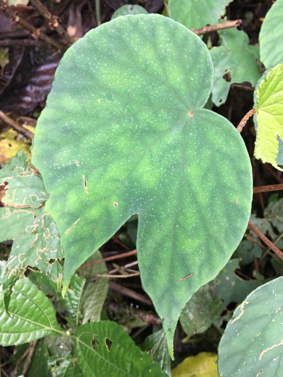 Begonia 11