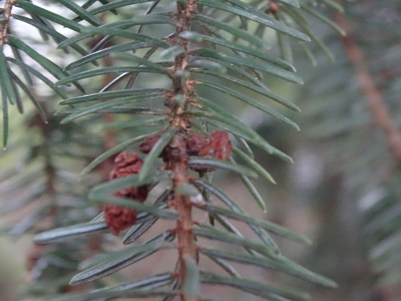 Abete di Koyama 4