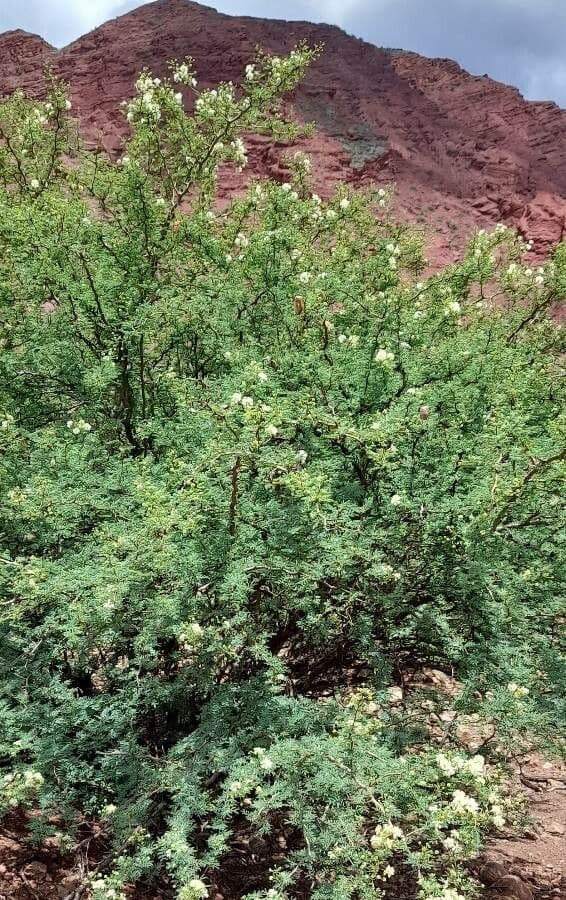 Mimosa 3