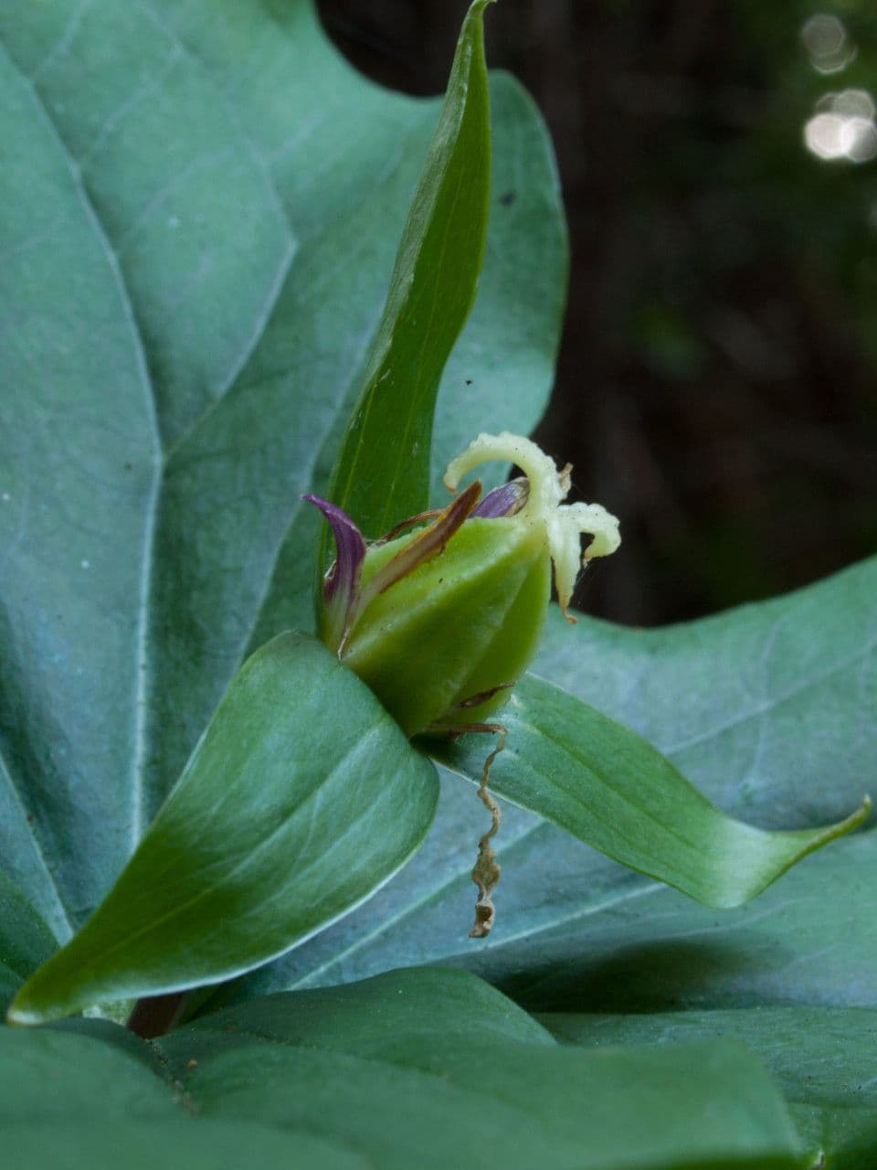 Trillium ovato