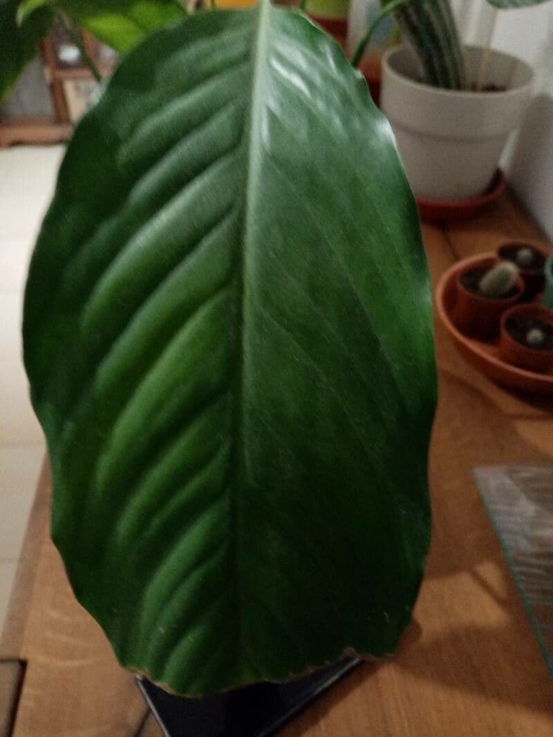 Aglaonema 4