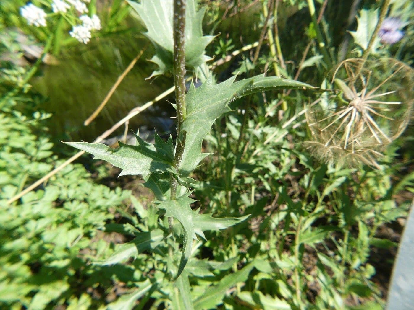 Blaue Distel 14