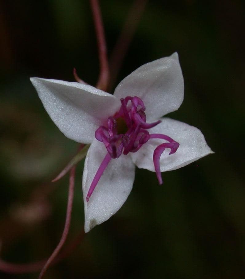 Nepsera acuática 3