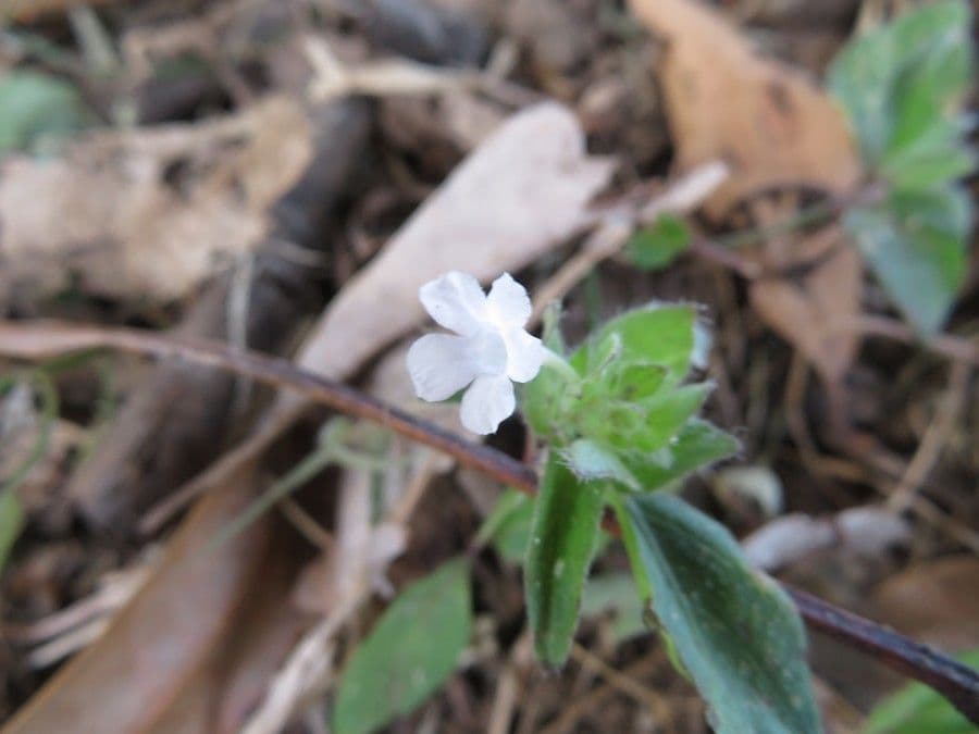 Curtia tenuifolia 4