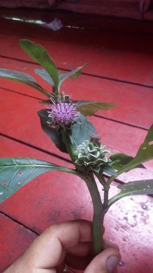 Essbare Pacourina 2