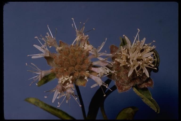 Monardella 4
