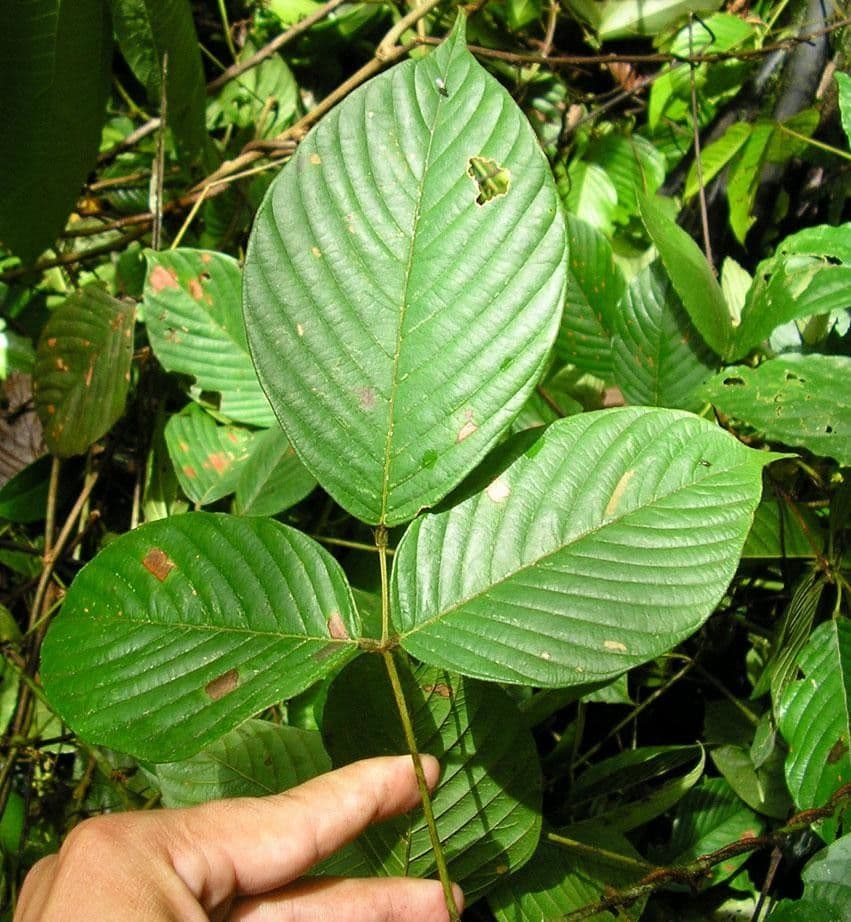 Macropsychanthus 16