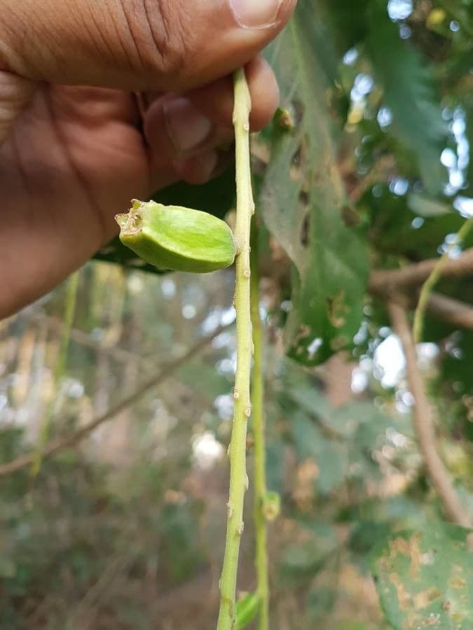Barringtonia