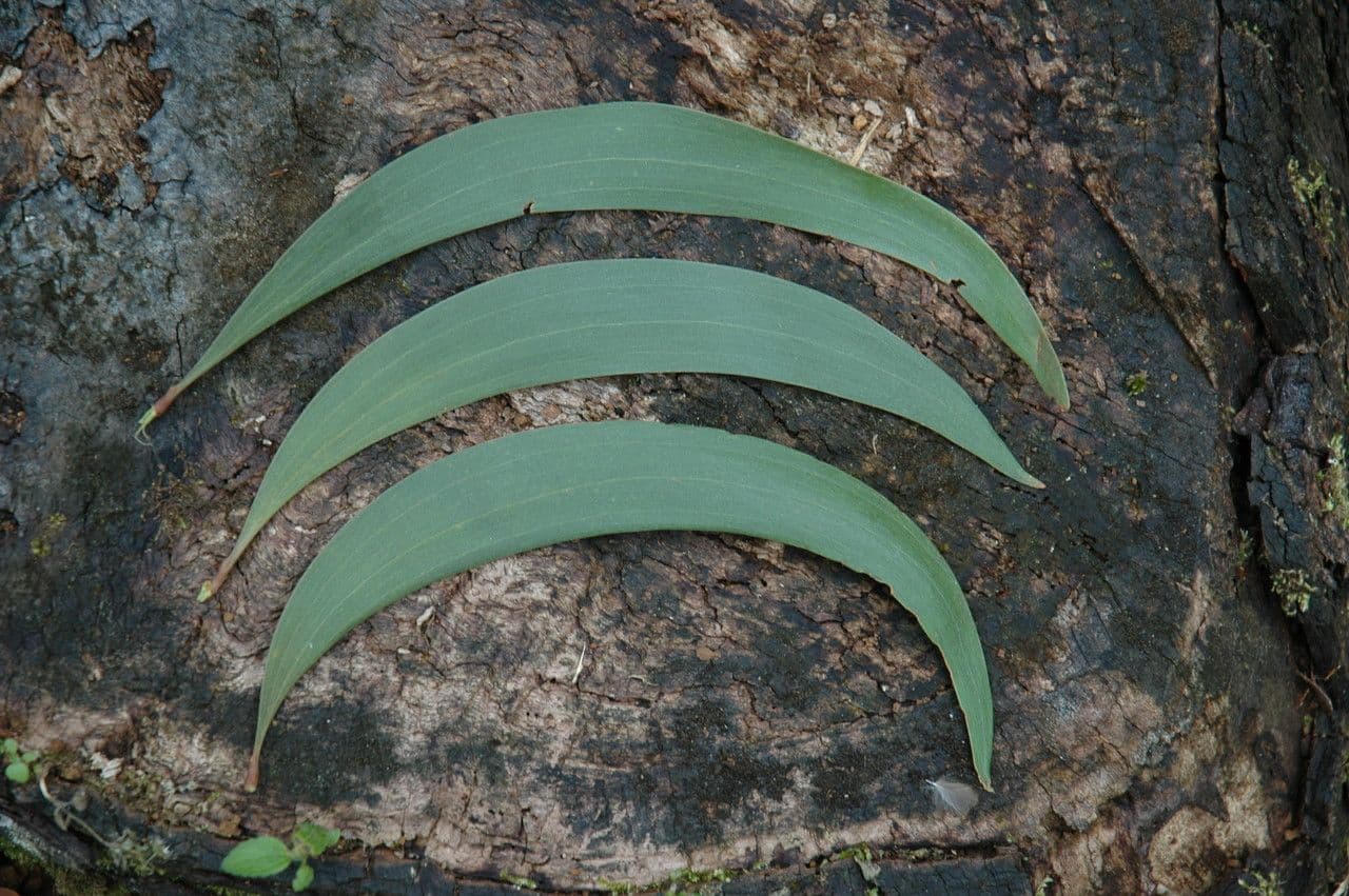 Acacia Koaoha 4