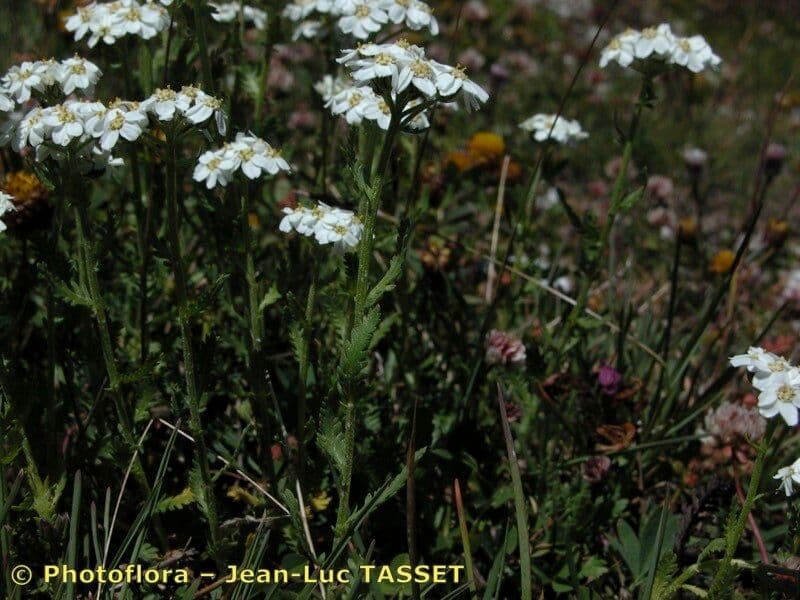 Achillea erba-rotta 16