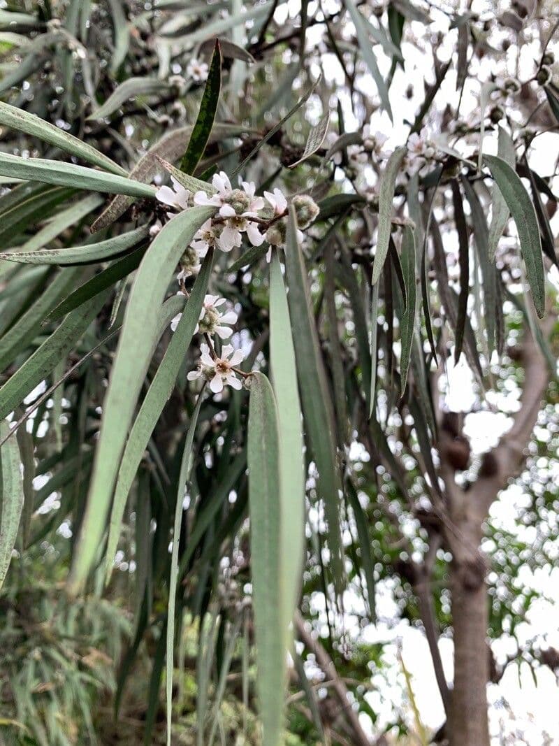Agonis 5