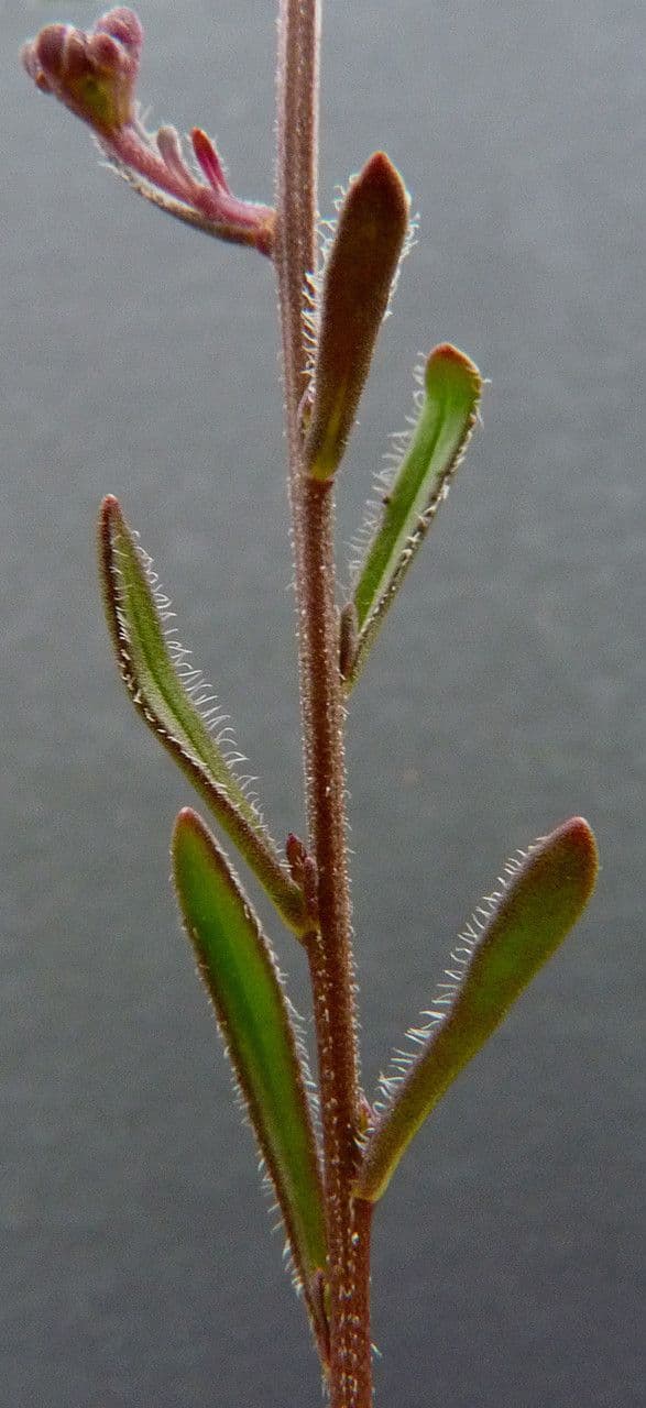 Iberis ciliata 17