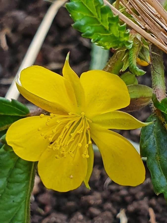 Corchorus trilocularis 7