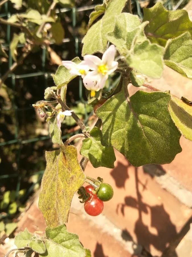 Solanum villosum 30