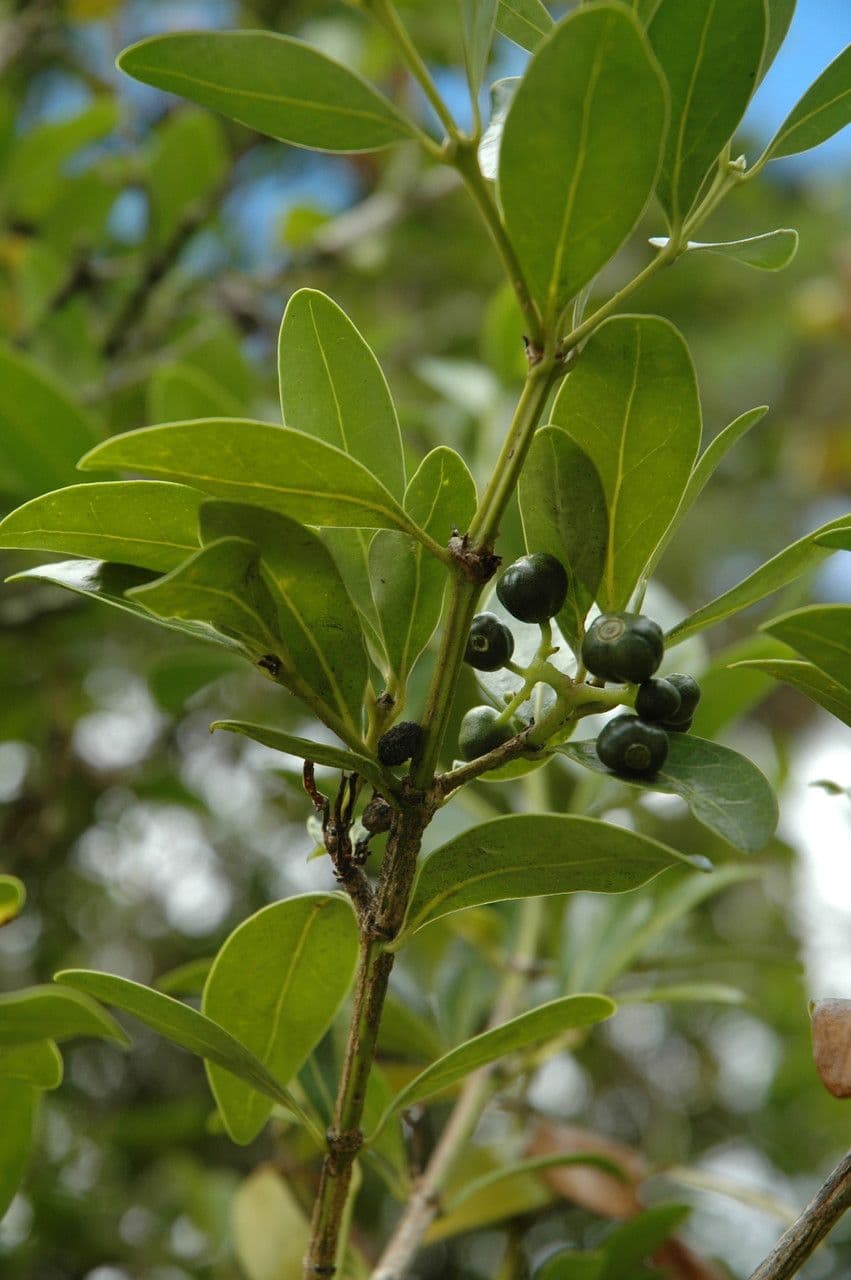 Psydrax odorata 8
