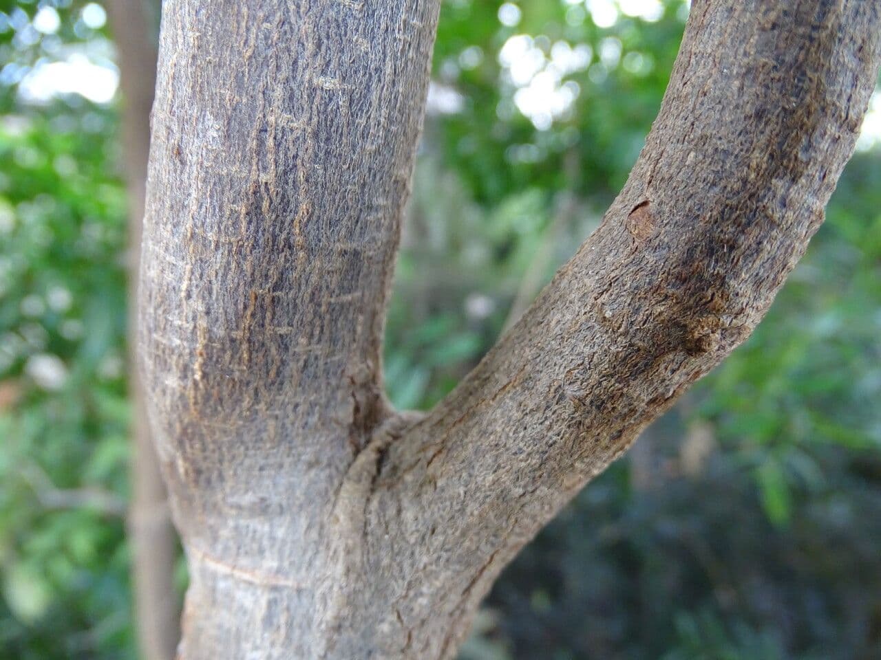 Blaues Ash 3