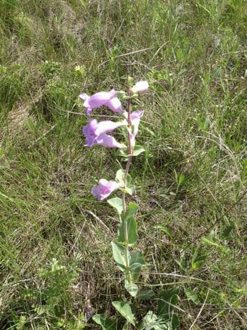 Penstemon grande 6