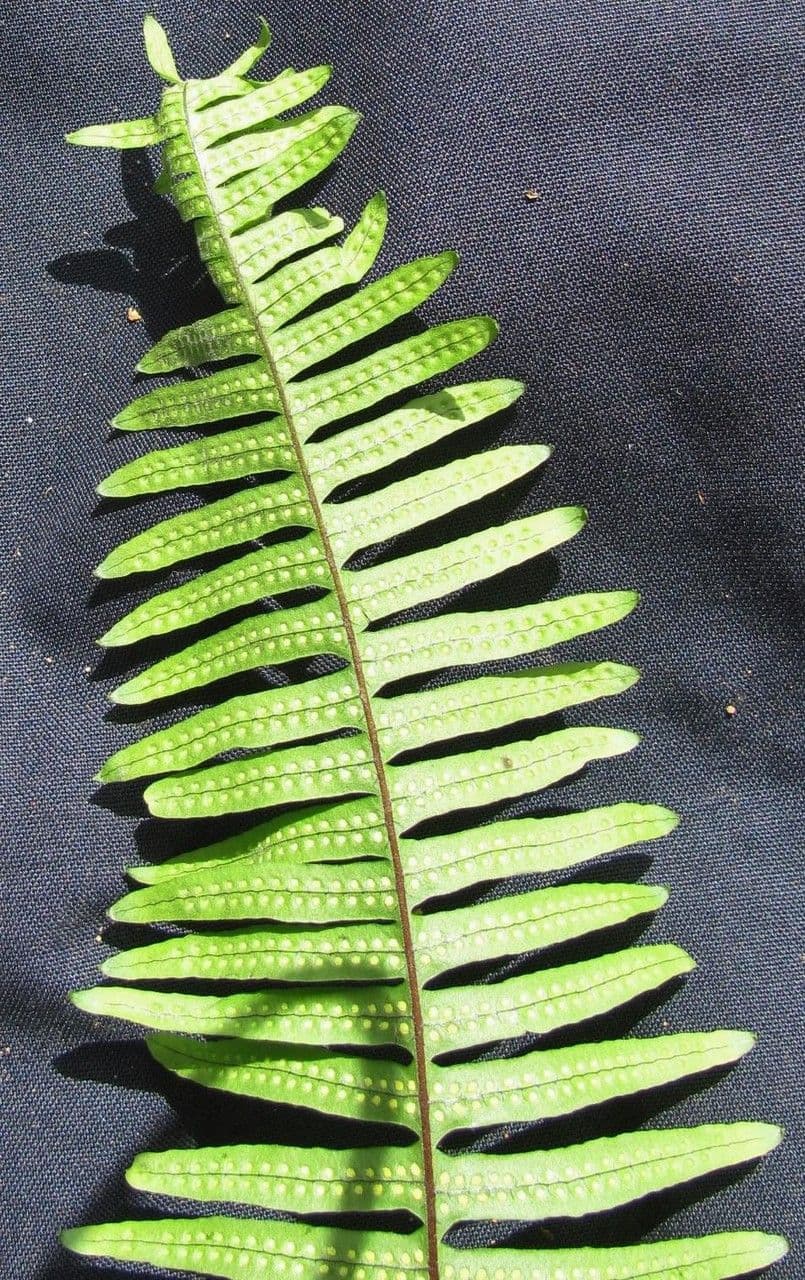 Serpocaulon 5