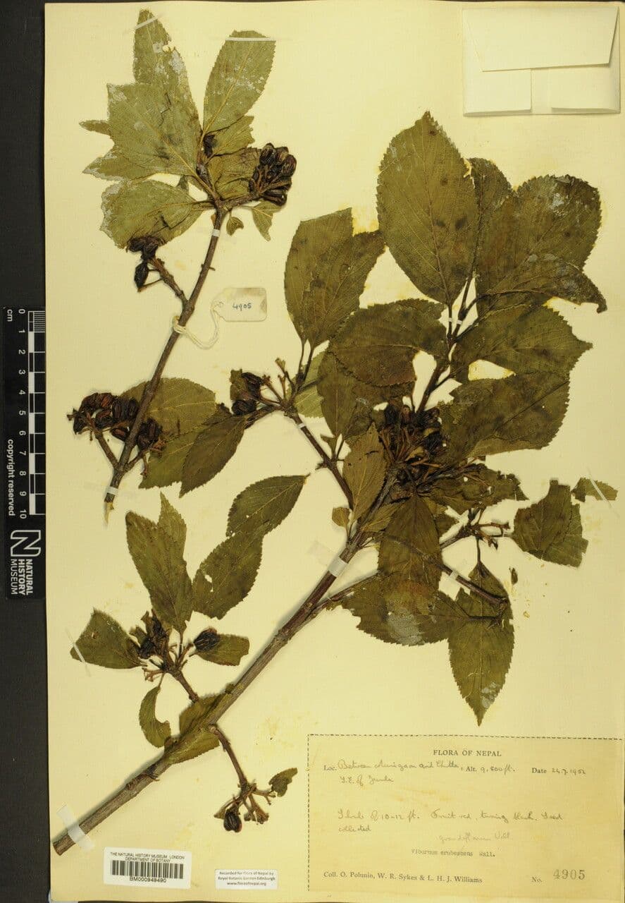 Großblütige Viburnum 11