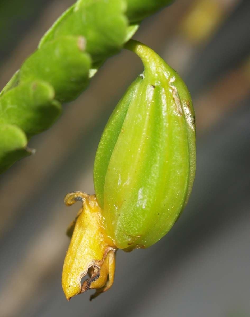 Dendrobium