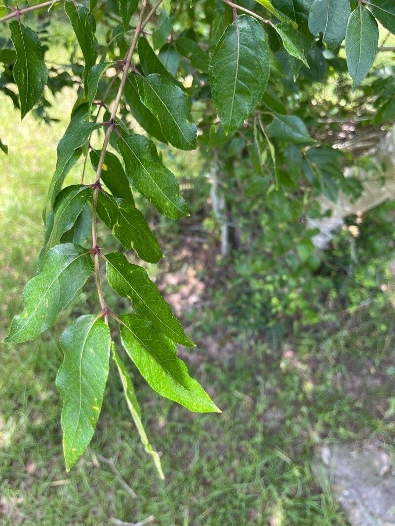 Zanthoxylum clava-herculis 12