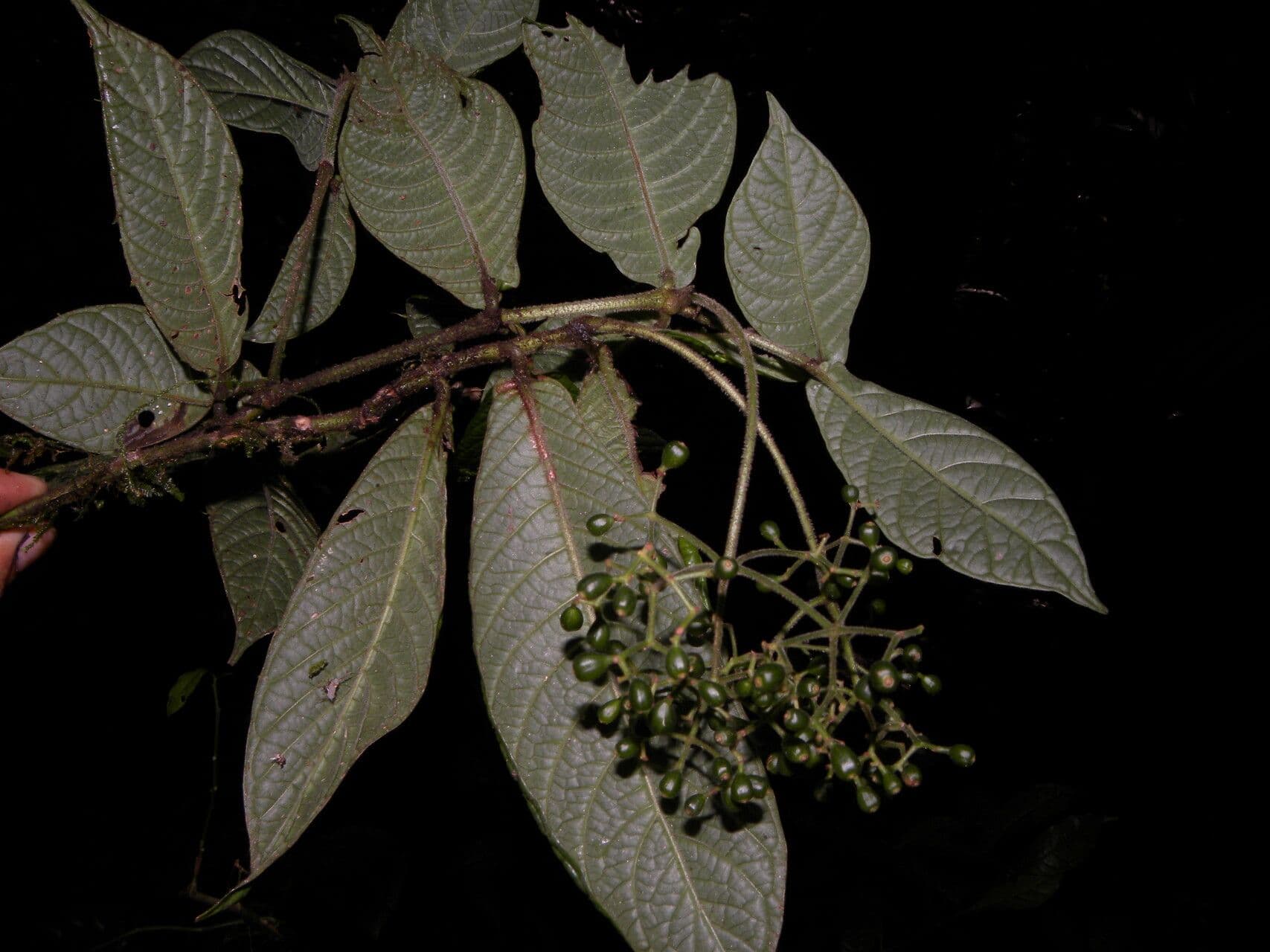 Psychotria di Neill 4