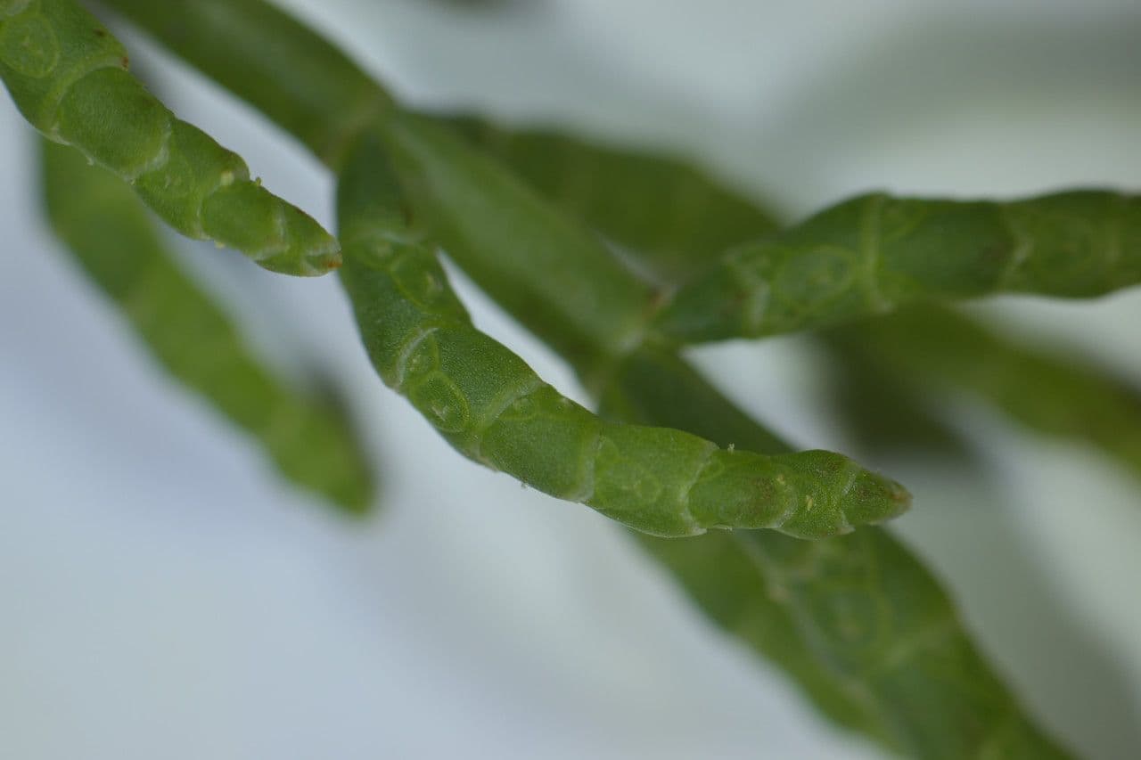Salicornia glauca 10