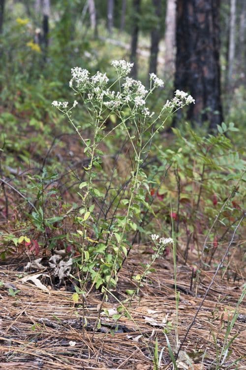 Sericocarpus tortifolius 6