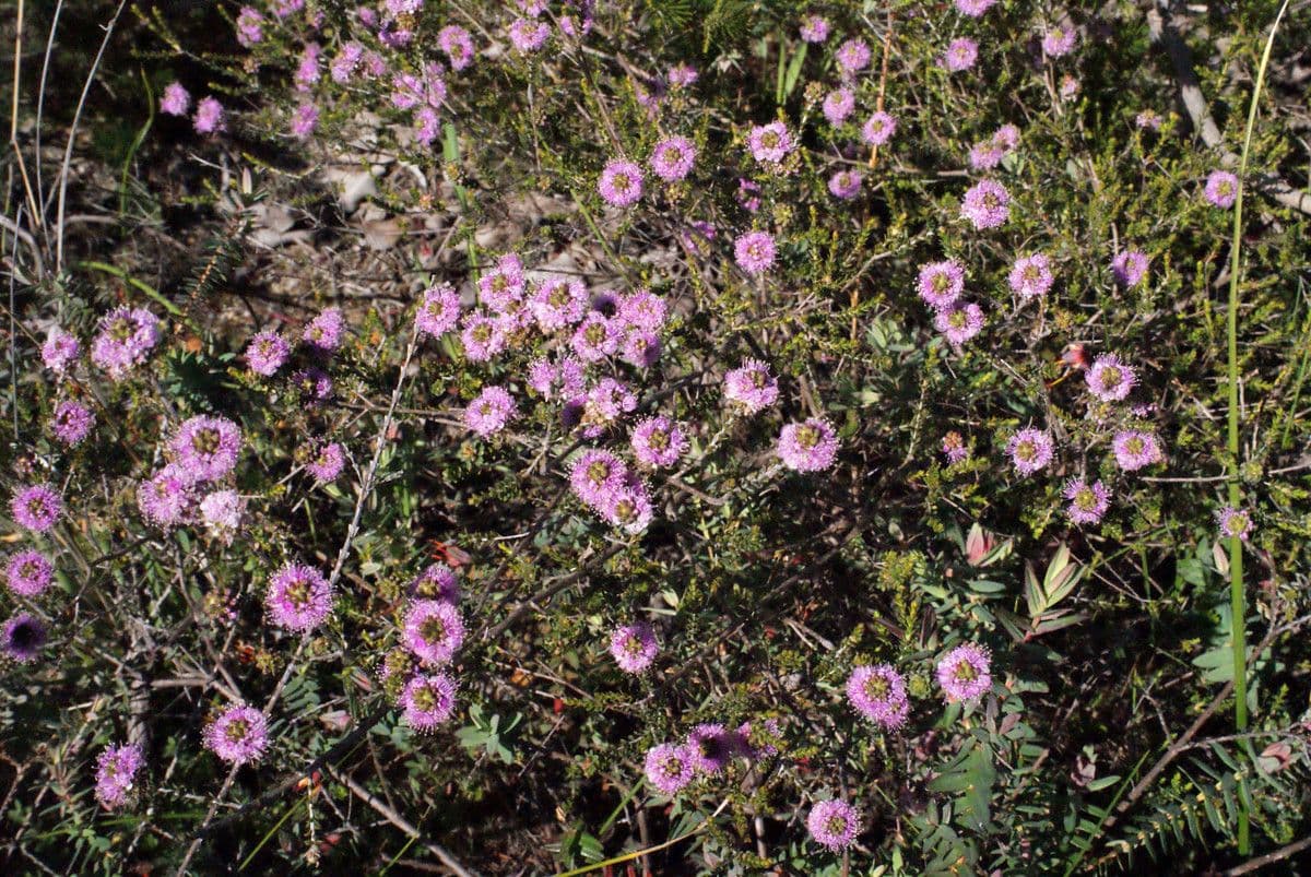 Kunzea 10