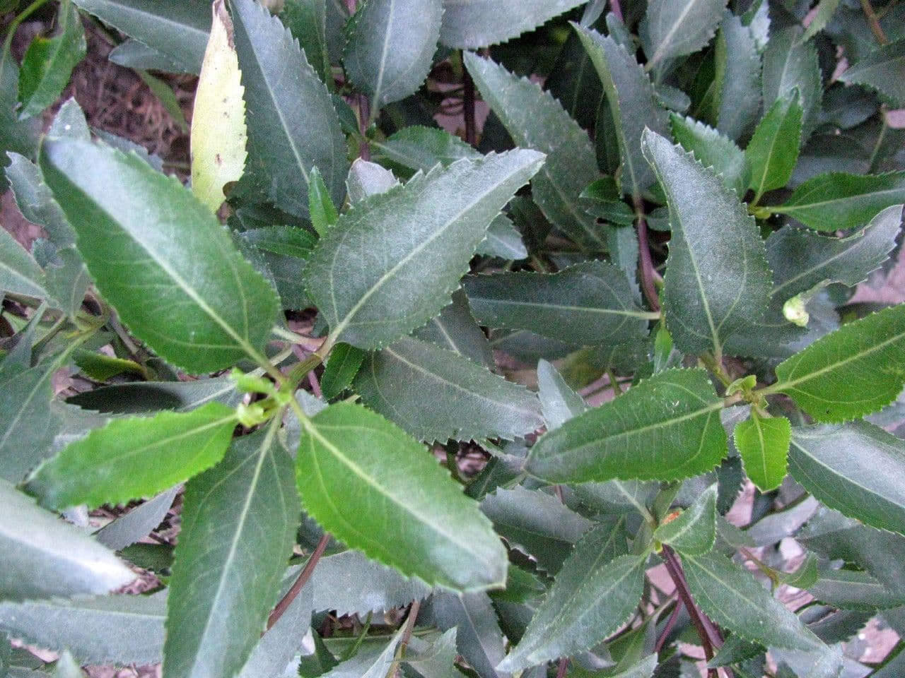 Baccharis 10