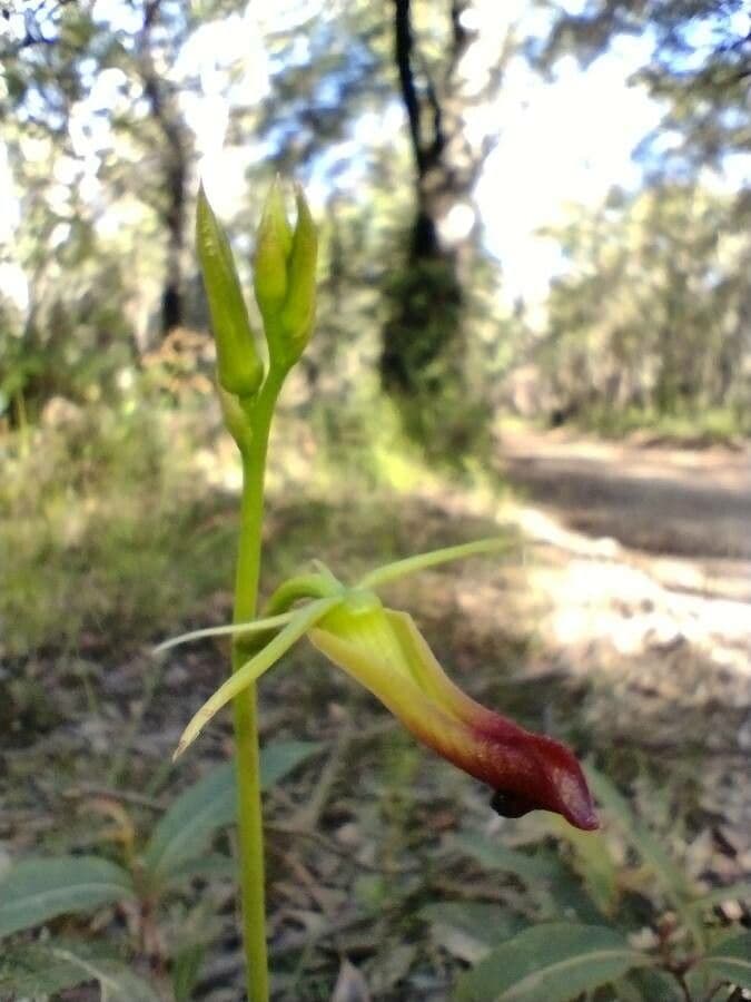 Orchidea alce 4