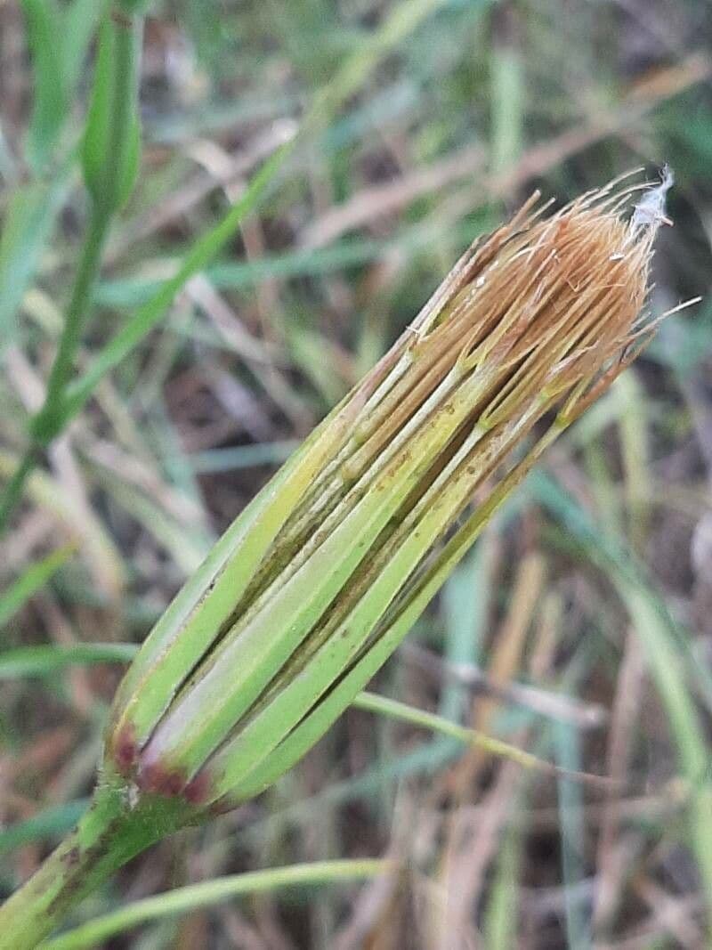 Geropogon hybridus