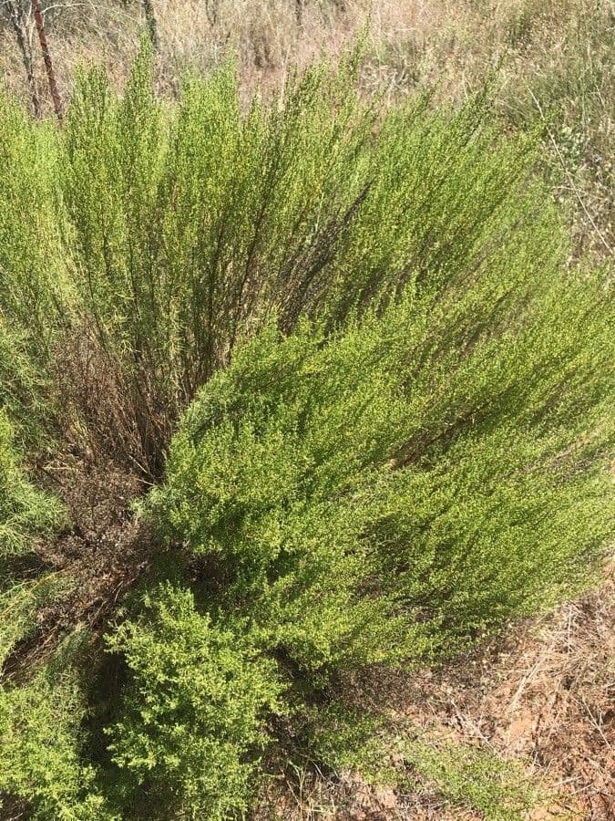 Field sagewort 12