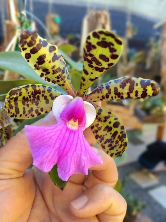 Cattleya aclandiae 3