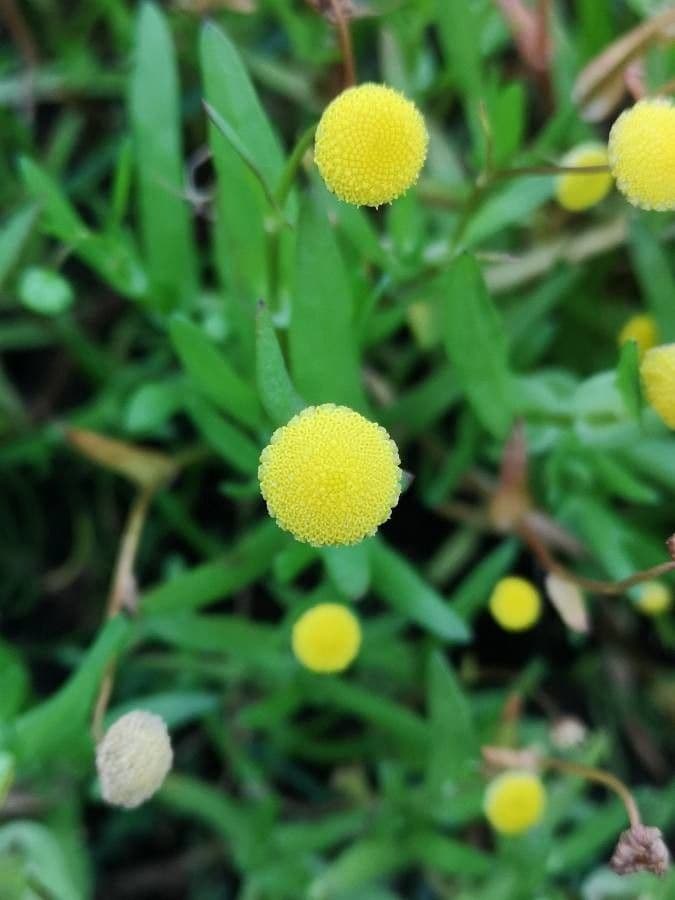 Cotula 2