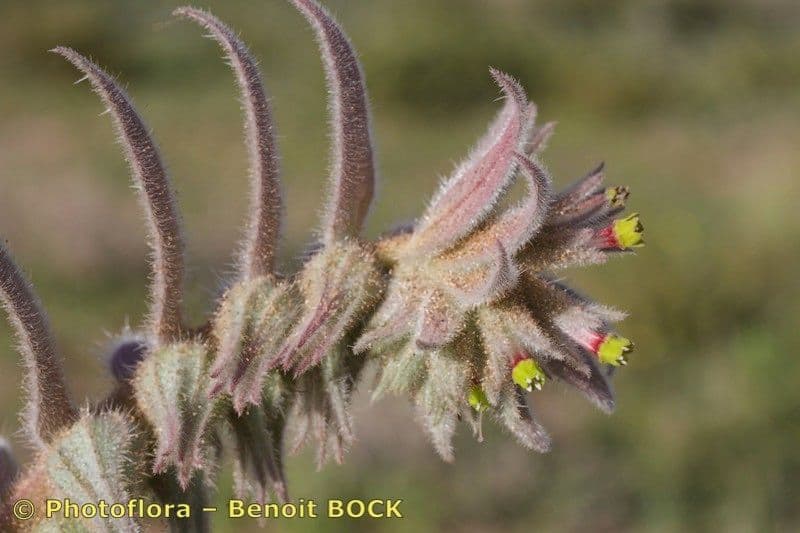 Nonea