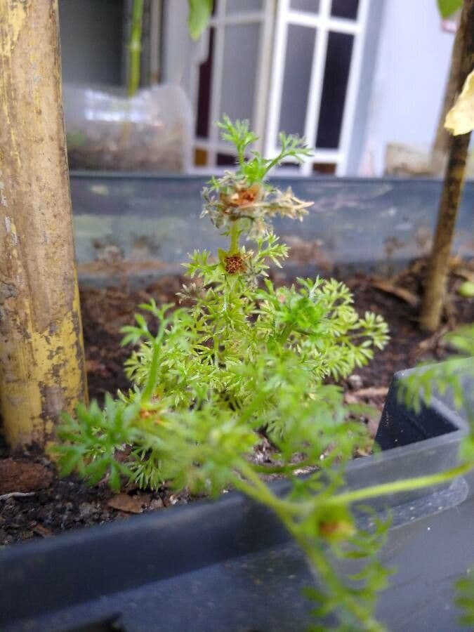 Soliva sessilis 4