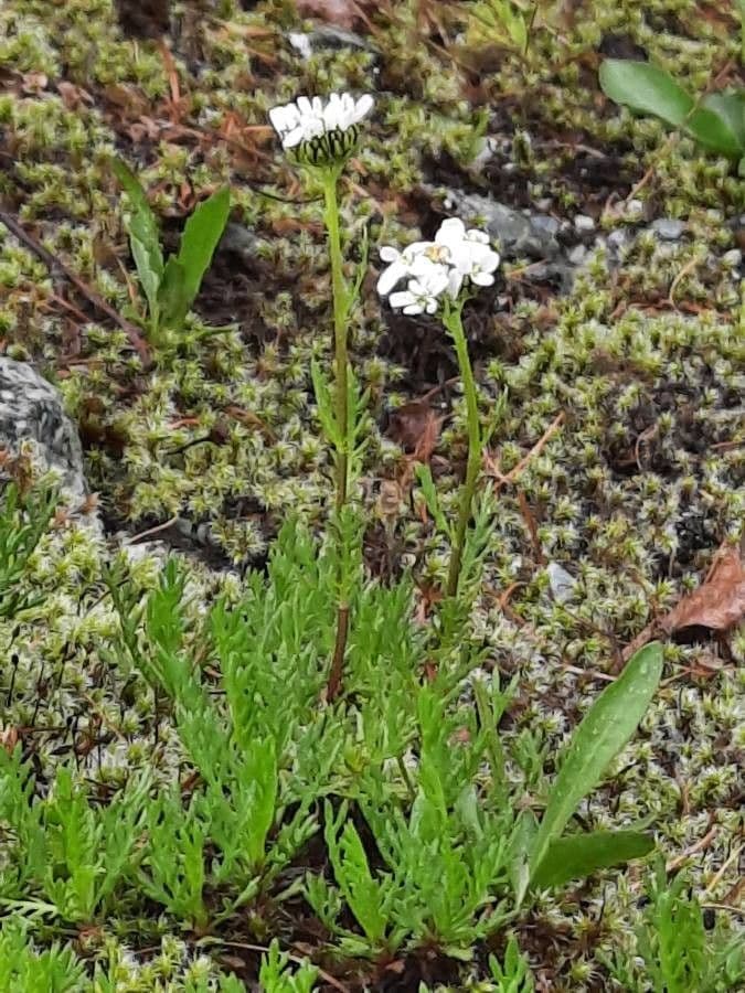 Achillea atrata 7