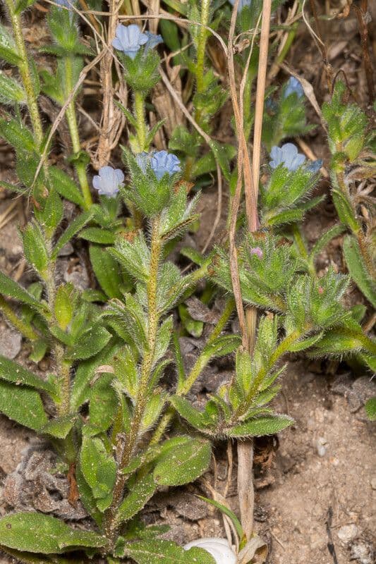 Echium 8