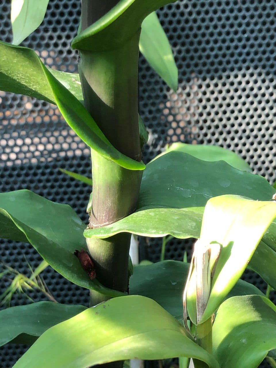Epidendrum z Atacazo 16