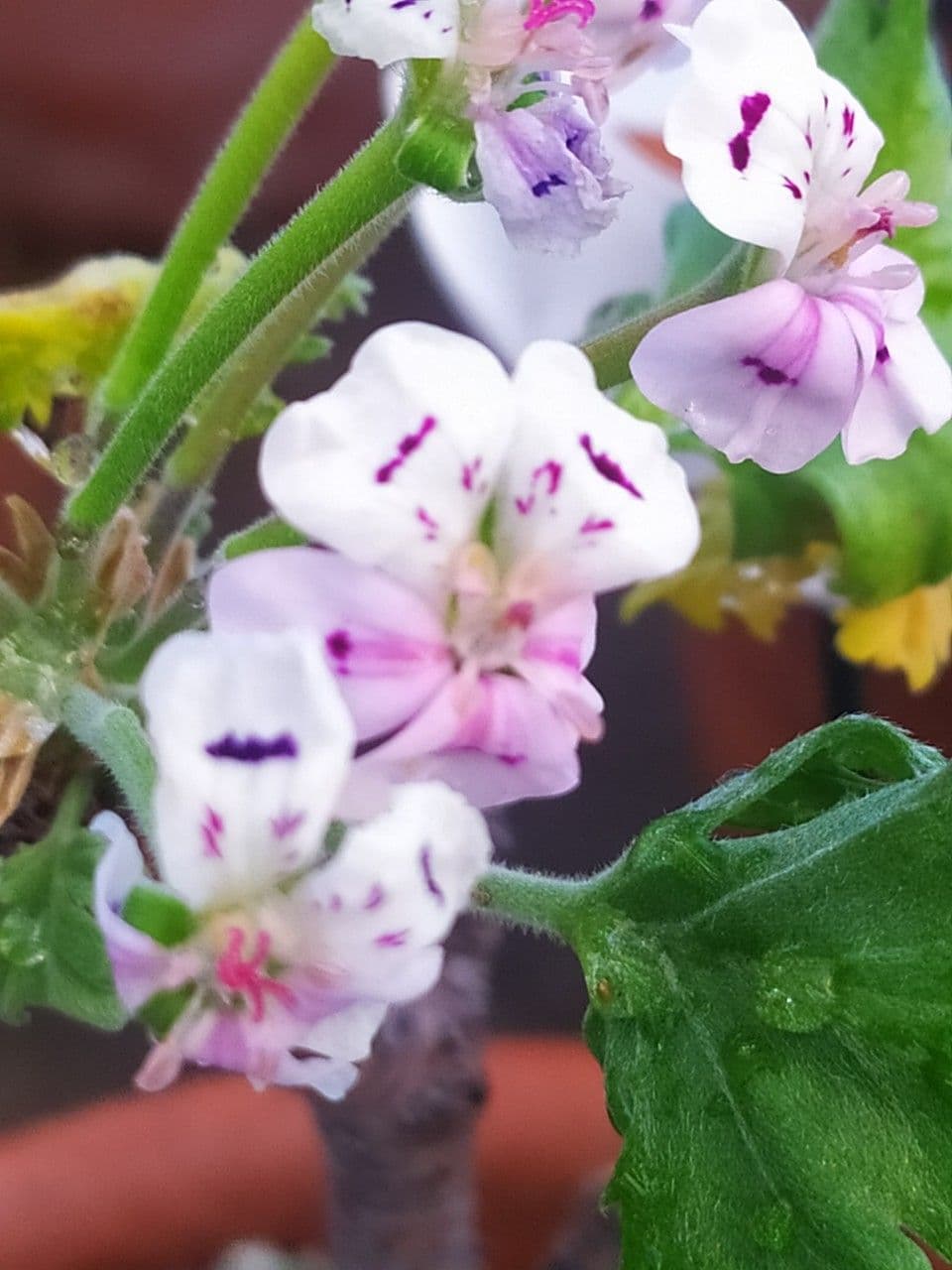 Geranium