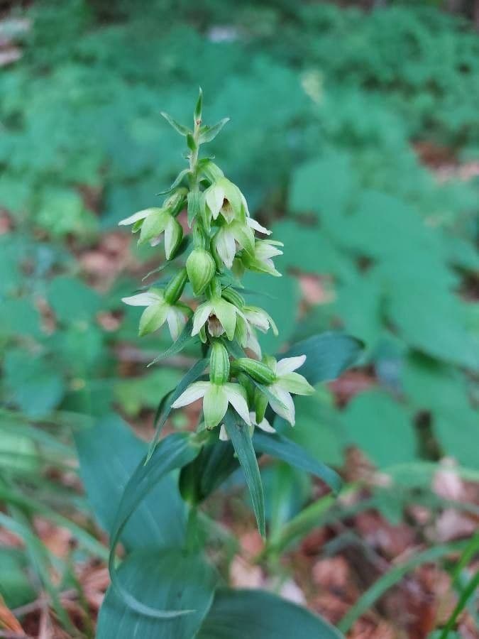 Epipactis leptochila 5