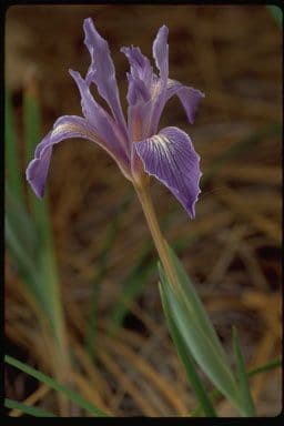 Großgetigerte Iris