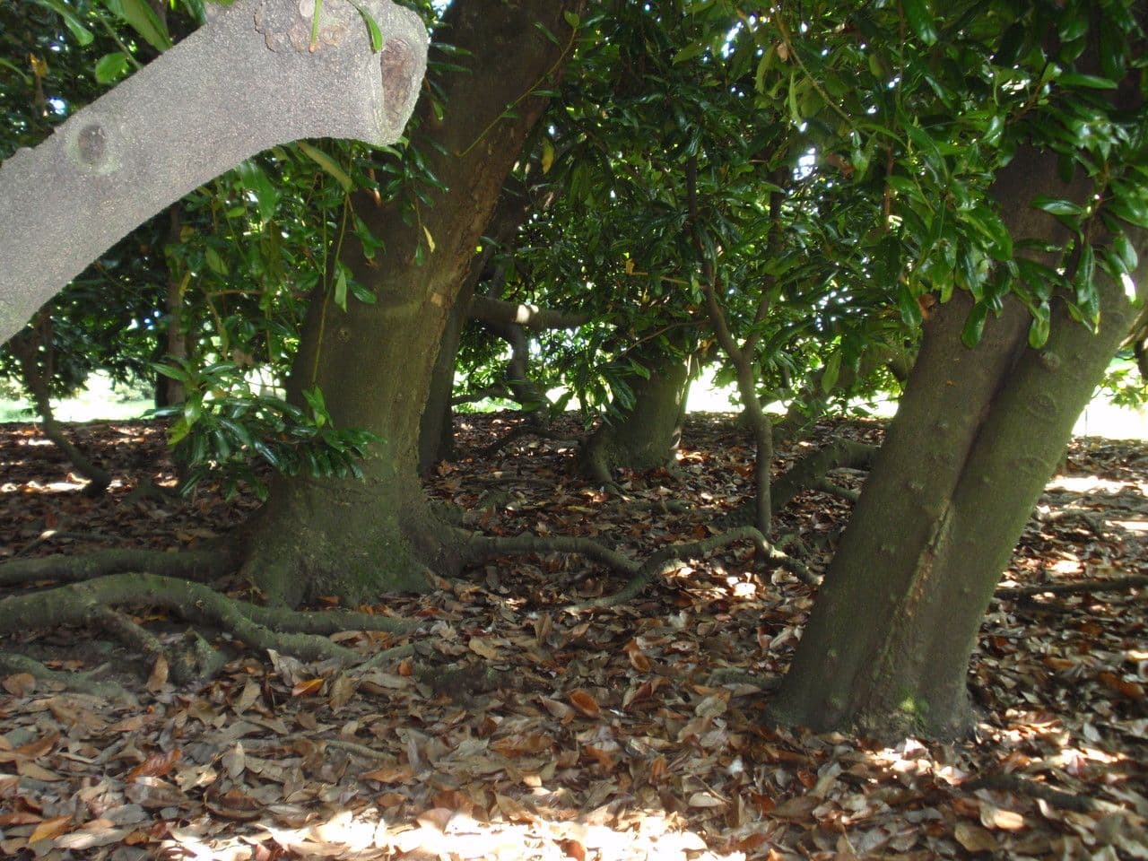 Styrax japonicus 20