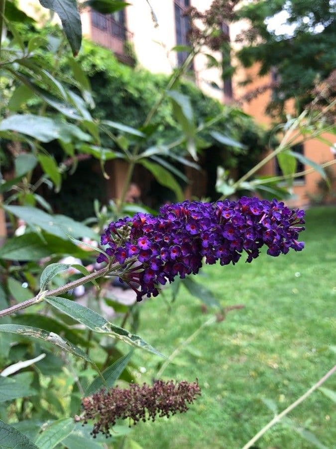 Buddleja di David 26